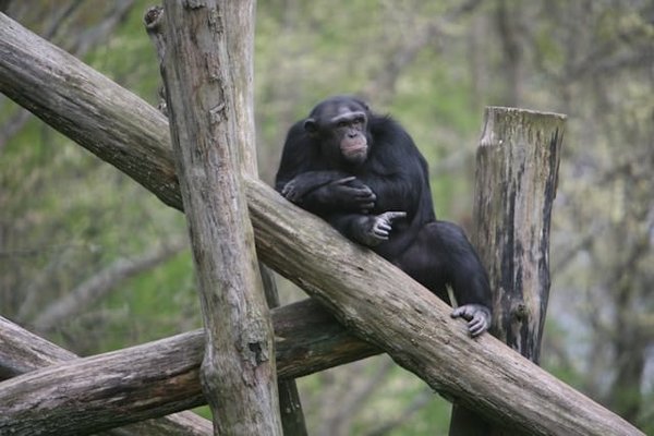 Où observer les singes narigudo dans la forêt tropicale de Bornéo ?