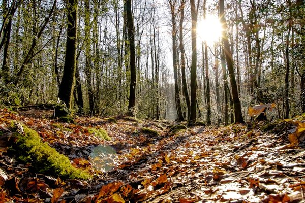 Quelles sont les meilleures randonnées en forêt tropicale au Costa Rica ?